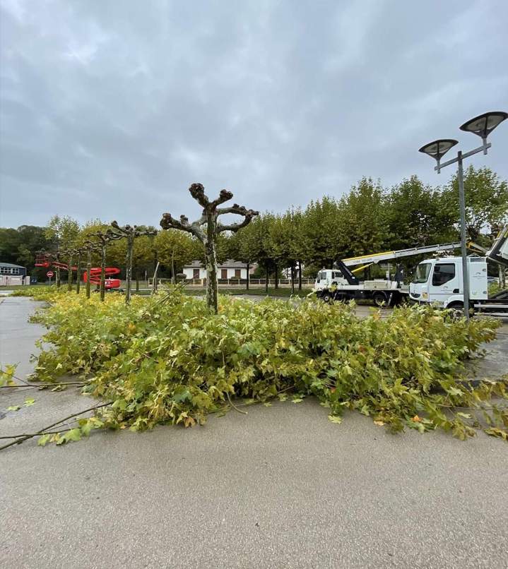 Travaux d'élagage à Dijon